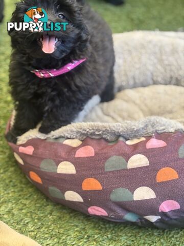 Toy Pomapoo Puppies!