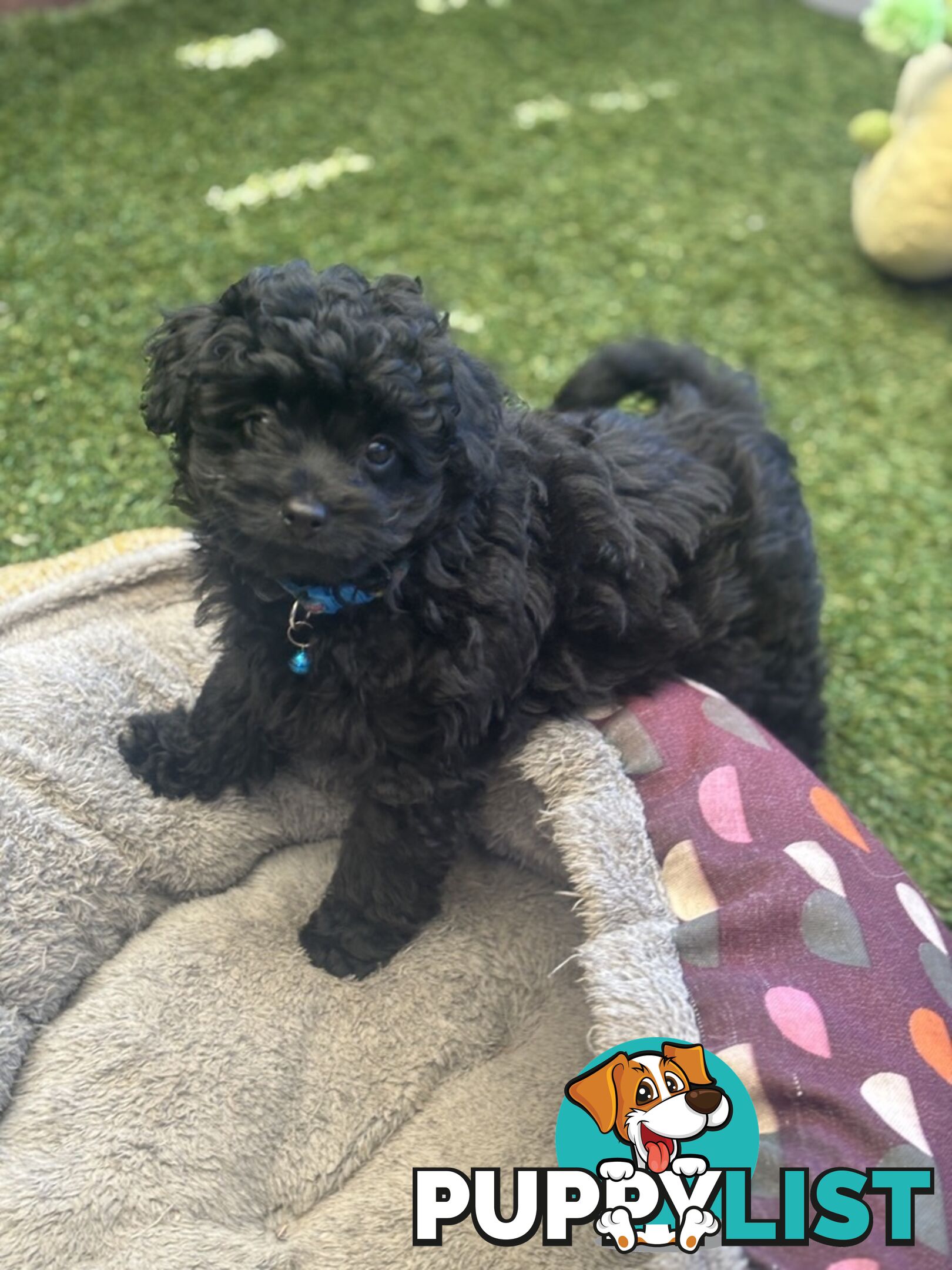 Toy Pomapoo Puppies!