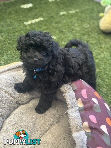 Toy Pomapoo Puppies!