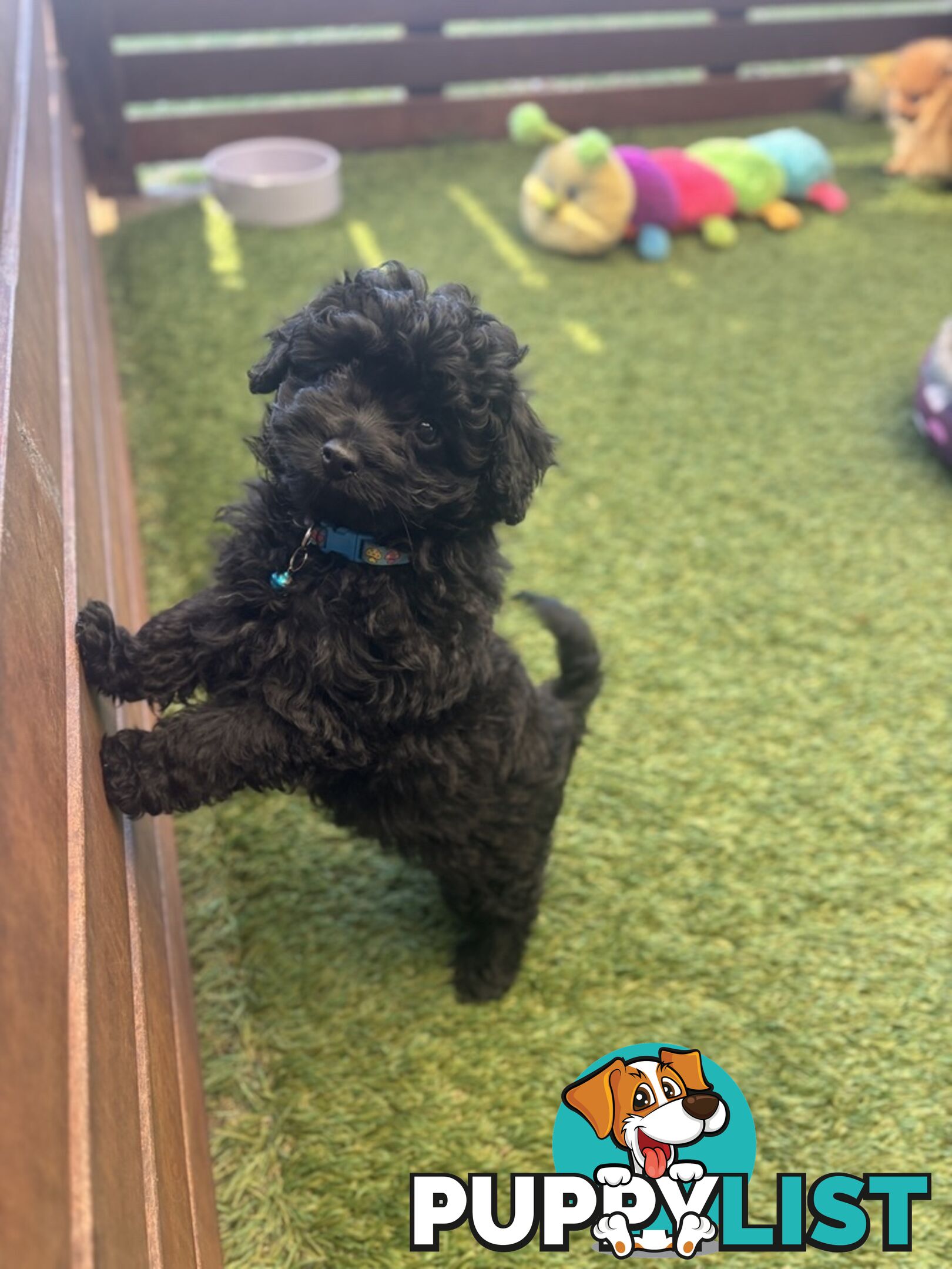 Toy Pomapoo Puppies!