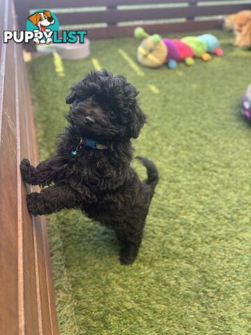 Toy Pomapoo Puppies!