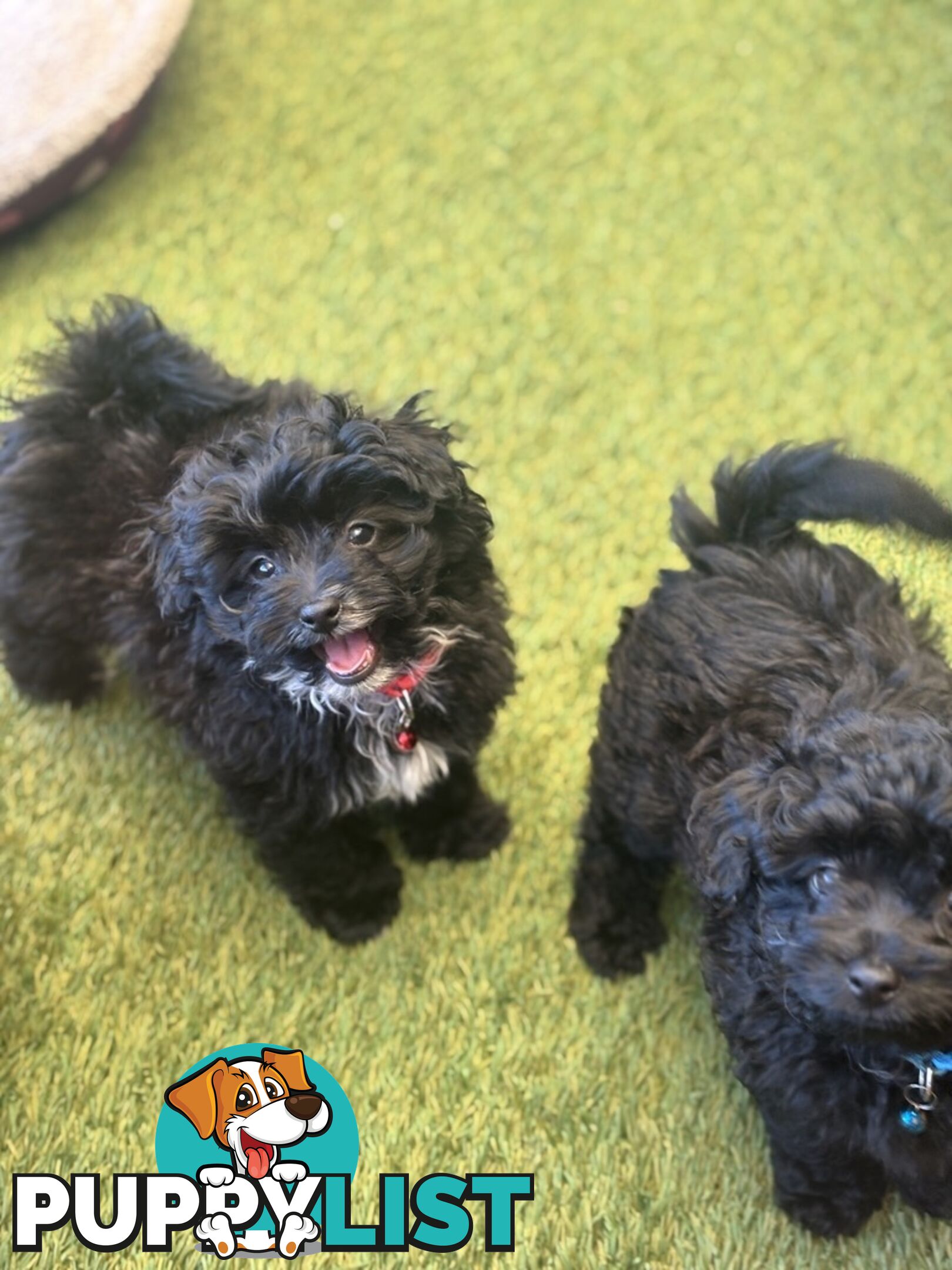Toy Pomapoo Puppies!
