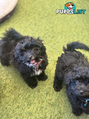 Toy Pomapoo Puppies!