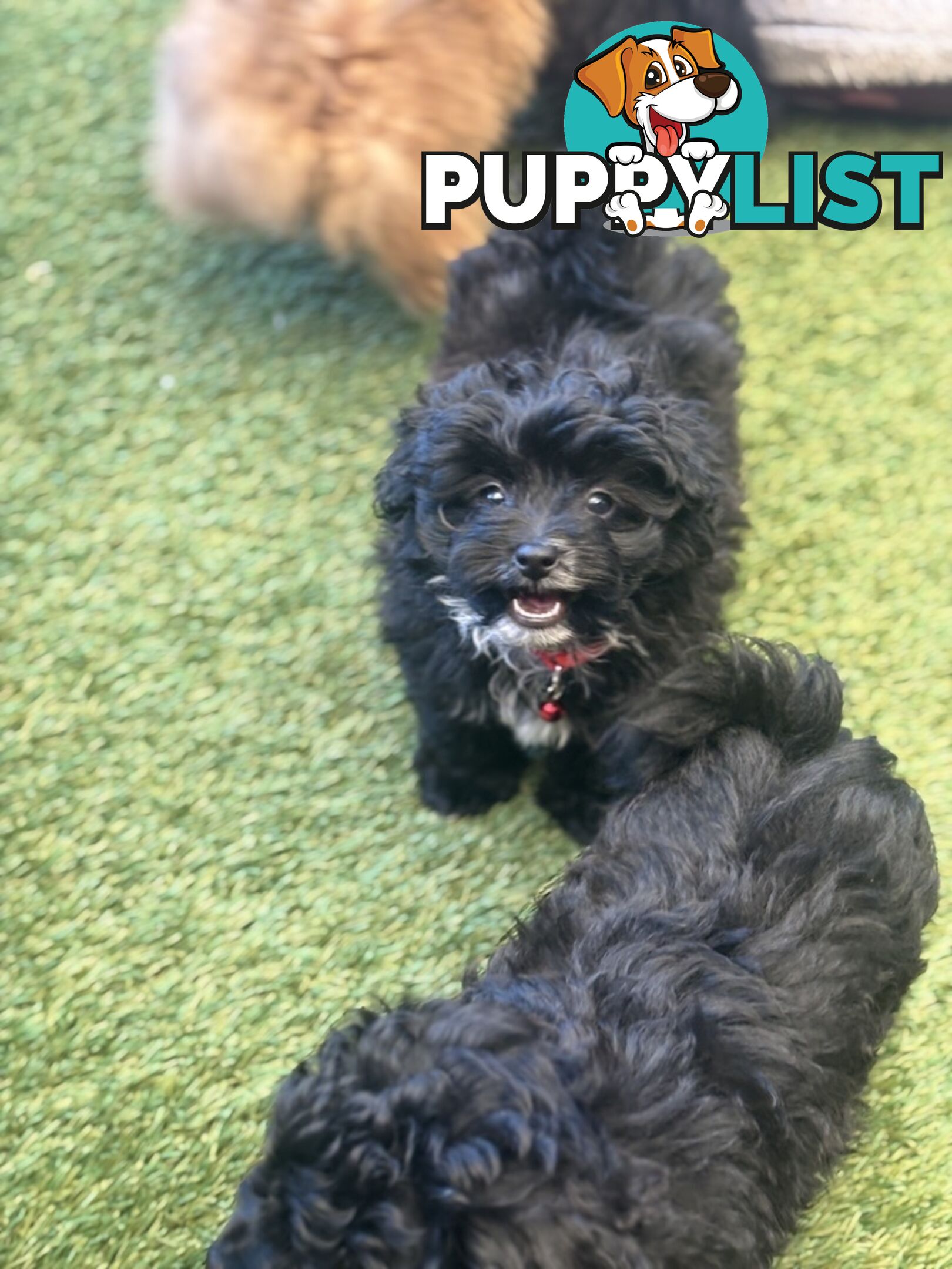 Toy Pomapoo Puppies!