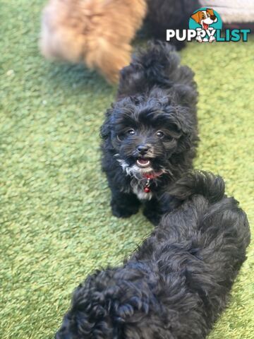 Toy Pomapoo Puppies!