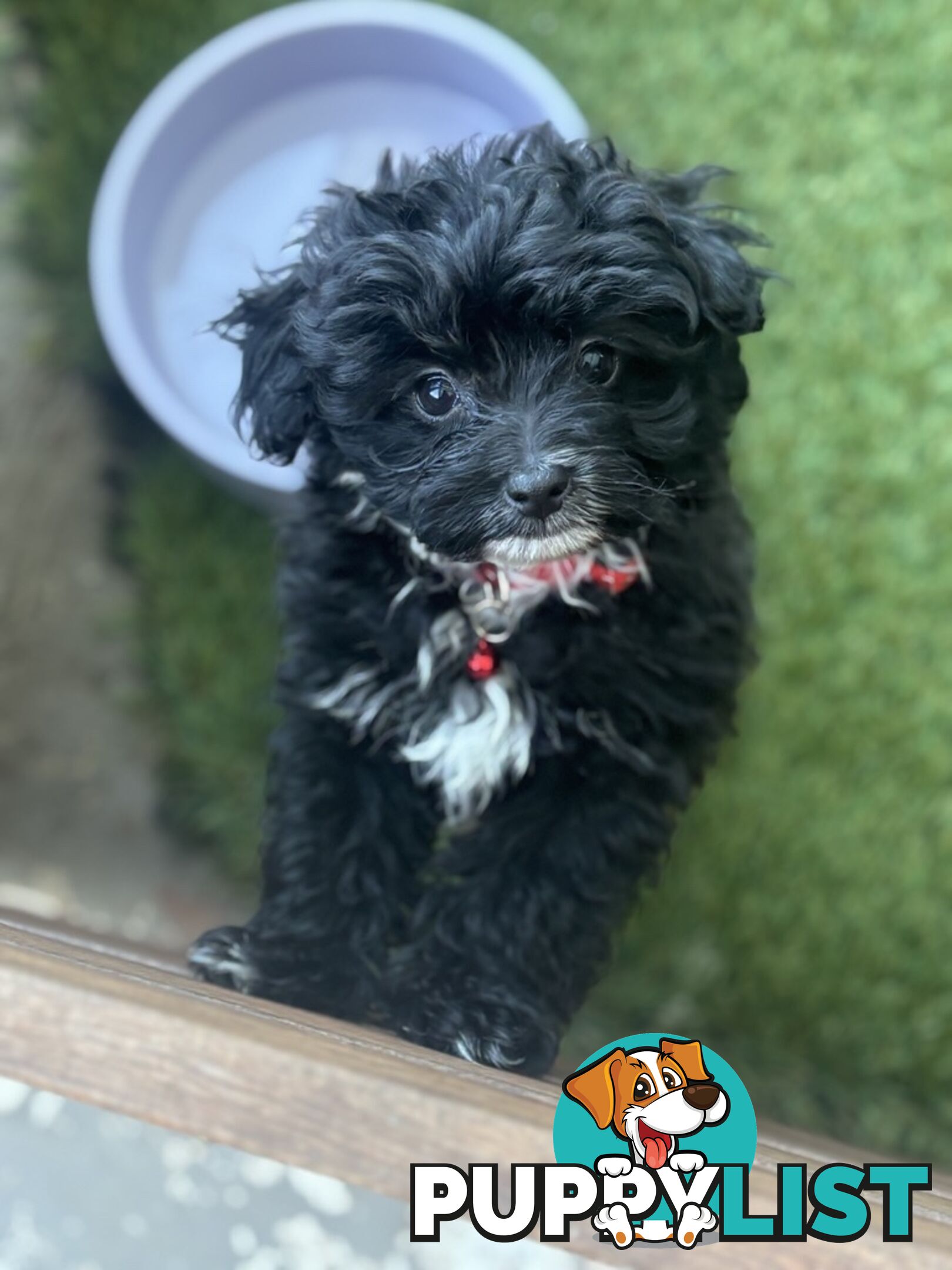 Toy Pomapoo Puppies!