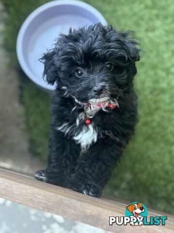 Toy Pomapoo Puppies!