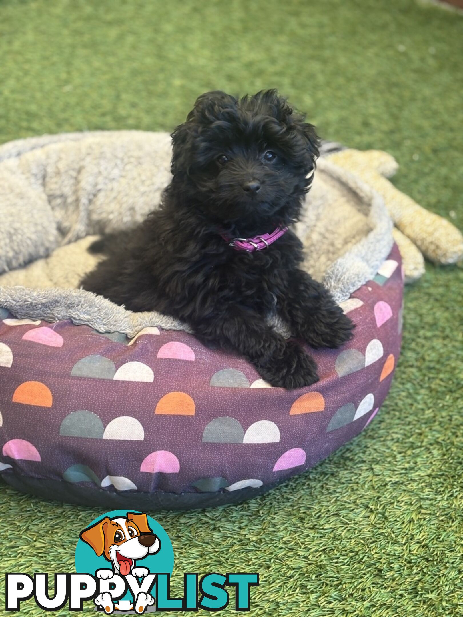 Toy Pomapoo Puppies!