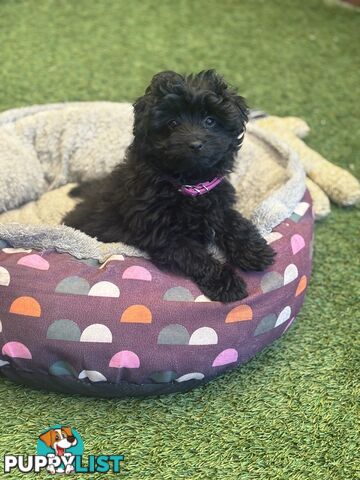 Toy Pomapoo Puppies!