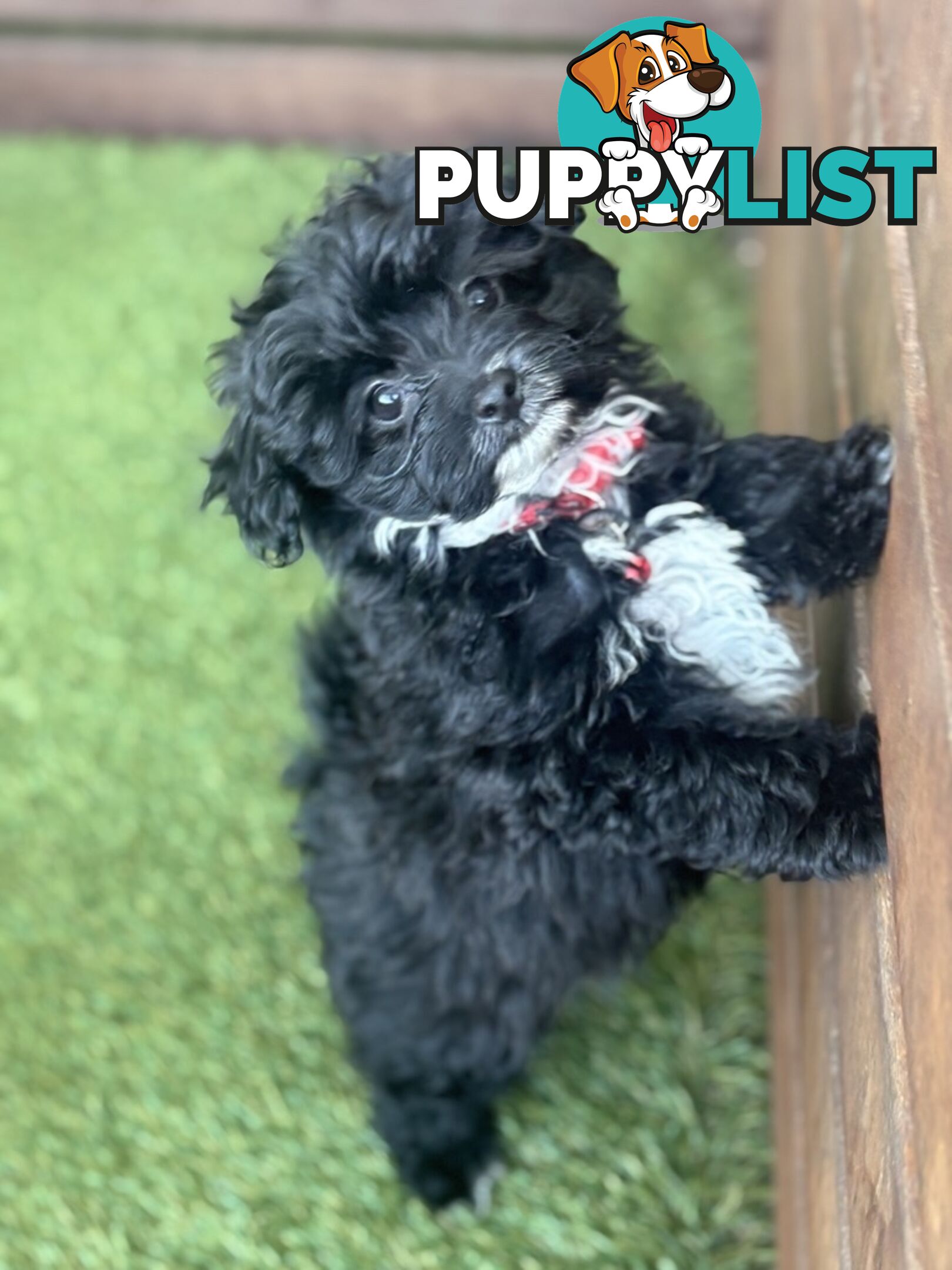 Toy Pomapoo Puppies!