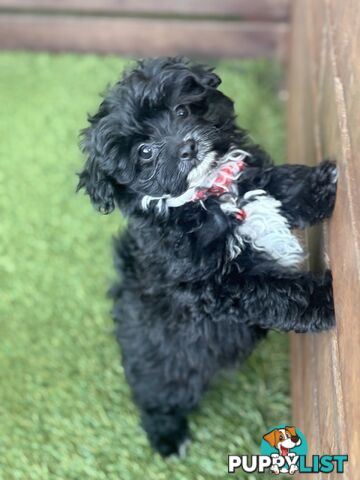 Toy Pomapoo Puppies!