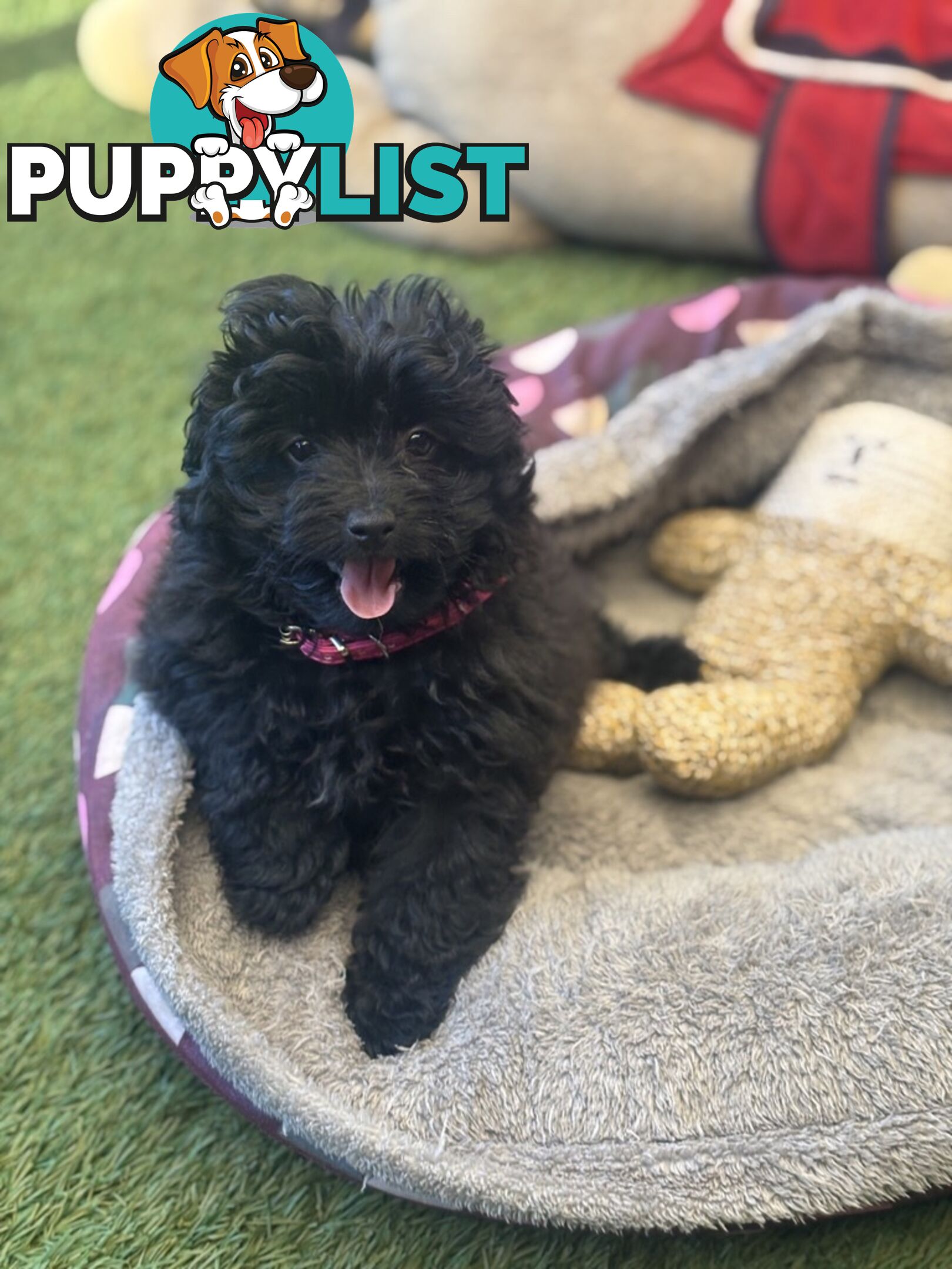 Toy Pomapoo Puppies!
