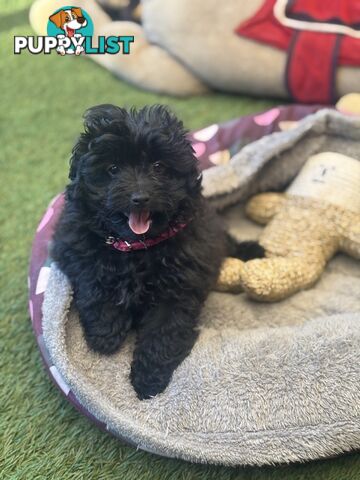 Toy Pomapoo Puppies!