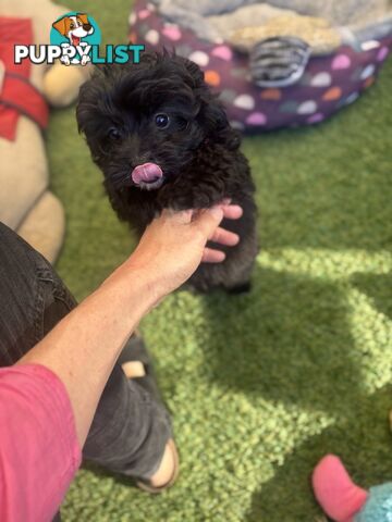 Toy Pomapoo Puppies!