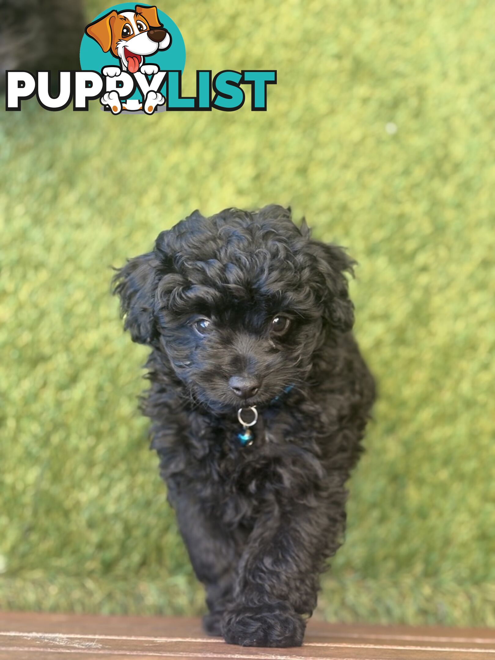 Toy Pomapoo Puppies!