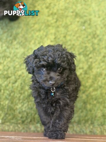 Toy Pomapoo Puppies!