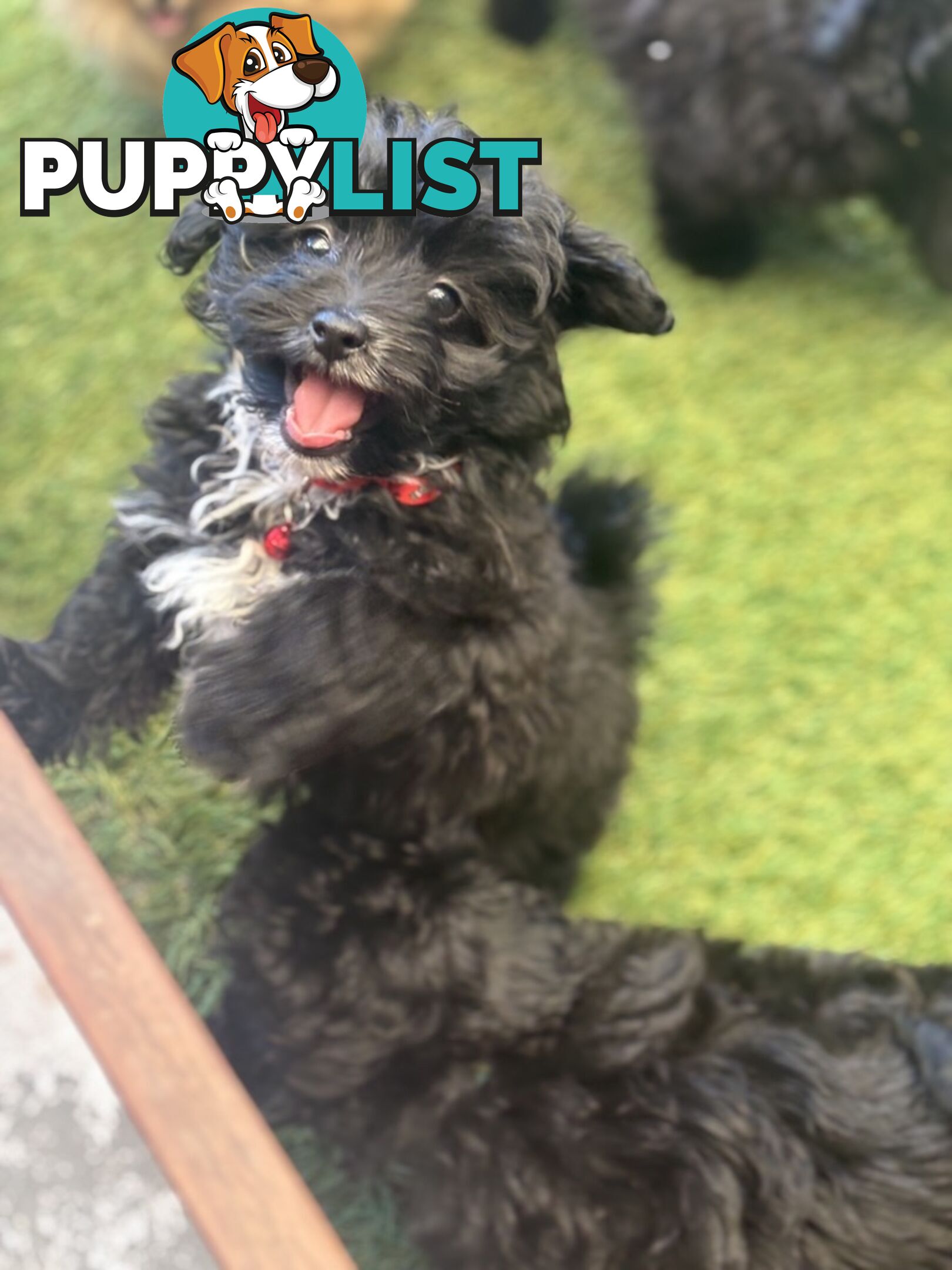 Toy Pomapoo Puppies!