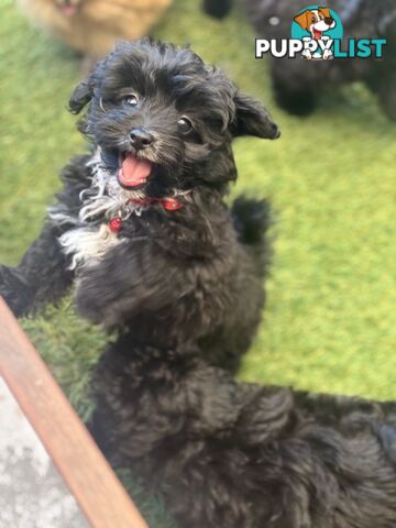 Toy Pomapoo Puppies!