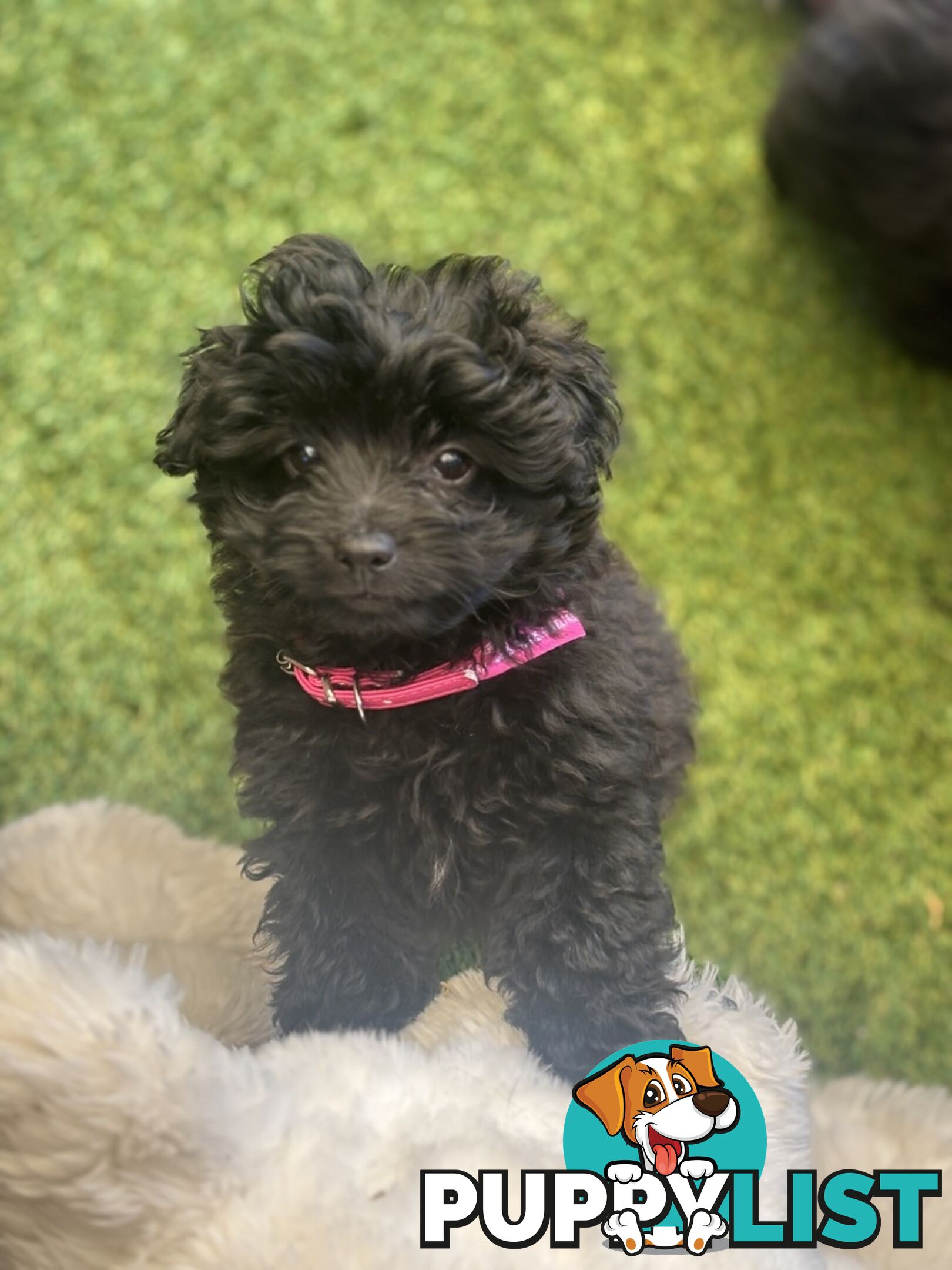 Toy Pomapoo Puppies!
