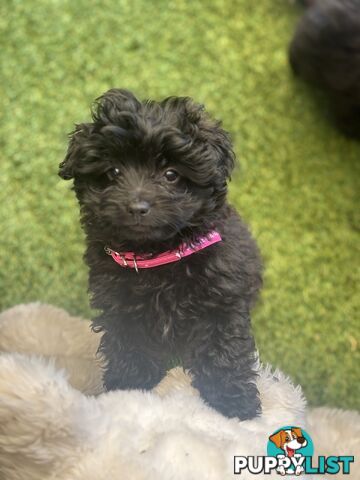 Toy Pomapoo Puppies!