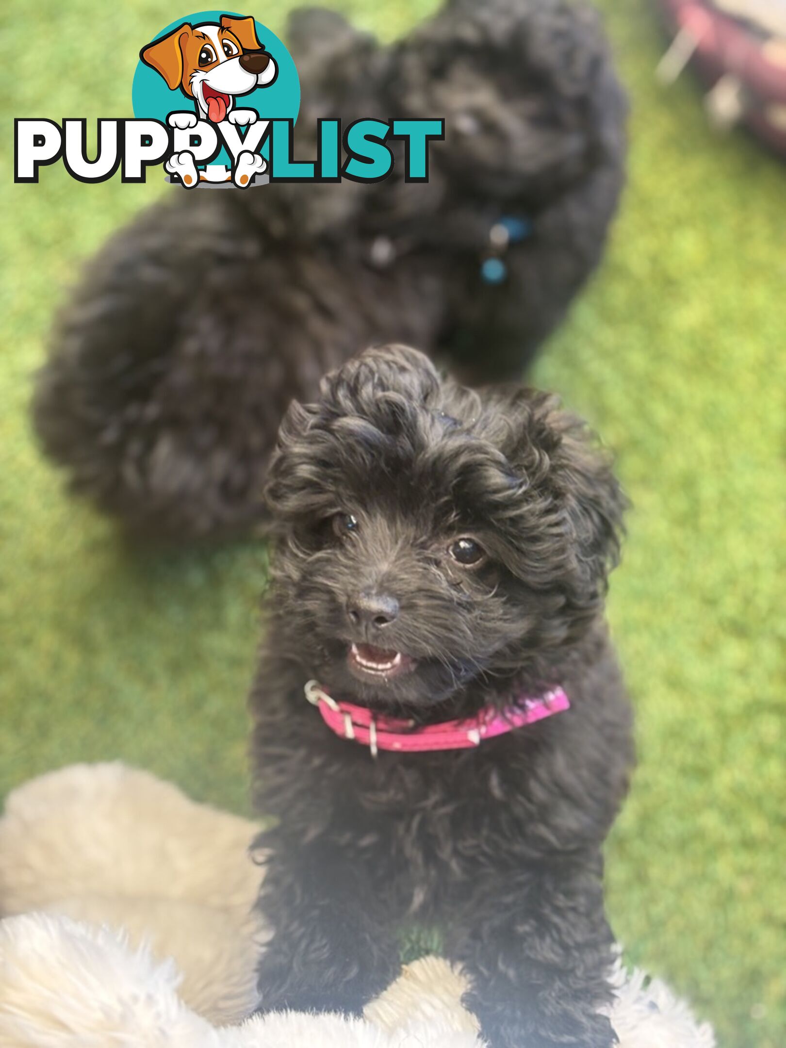 Toy Pomapoo Puppies!