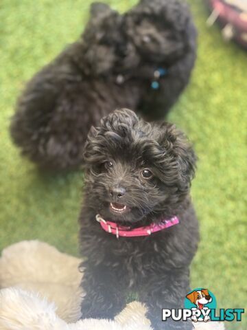 Toy Pomapoo Puppies!