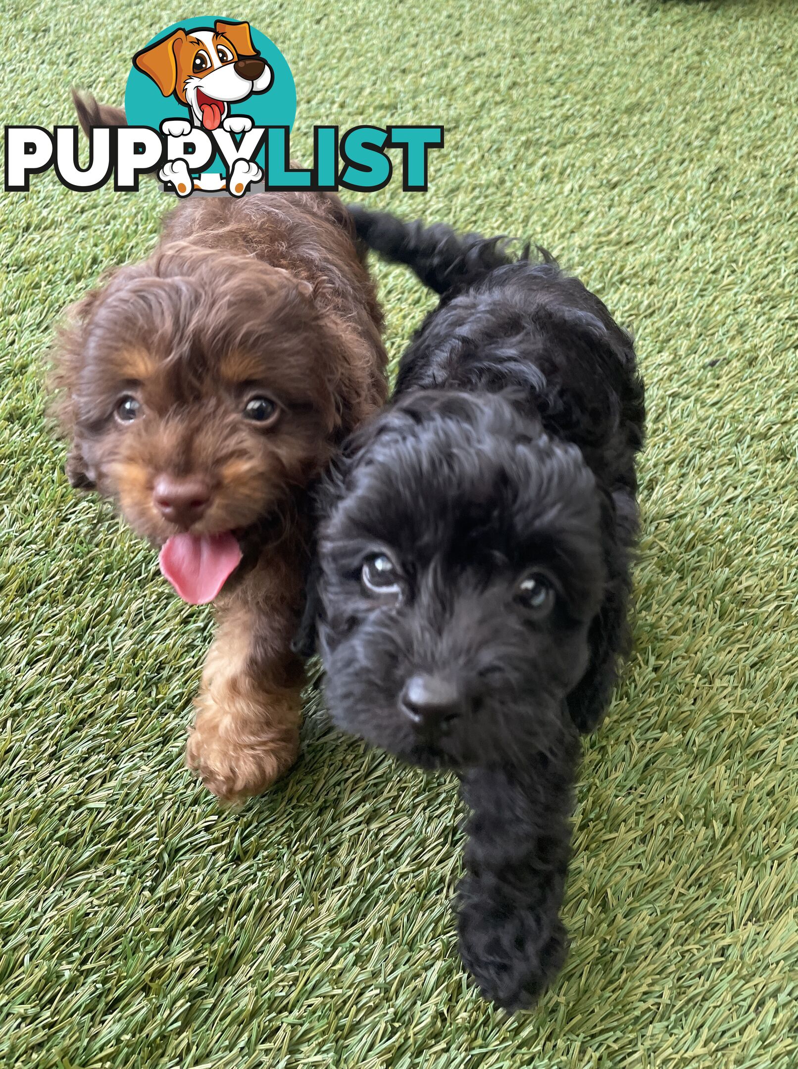 Gorgeous Cavoodle Puppies - Outstanding Temperament