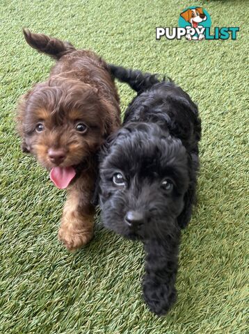 Gorgeous Cavoodle Puppies - Outstanding Temperament