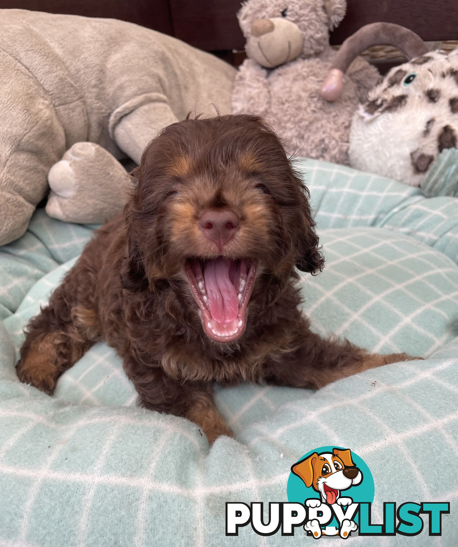 Gorgeous Cavoodle Puppies - Outstanding Temperament