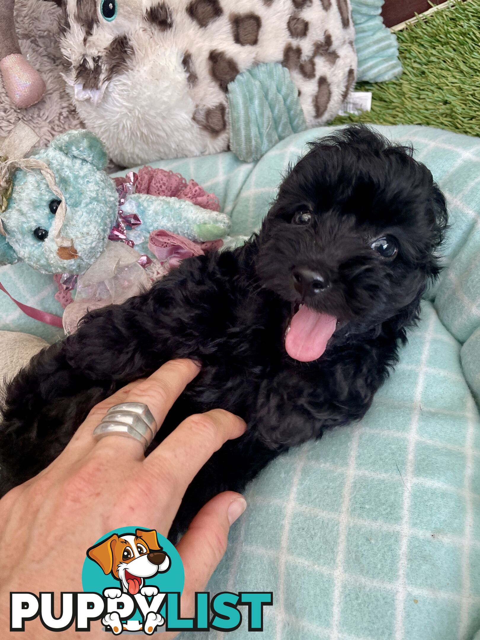 Gorgeous Cavoodle Puppies - Outstanding Temperament