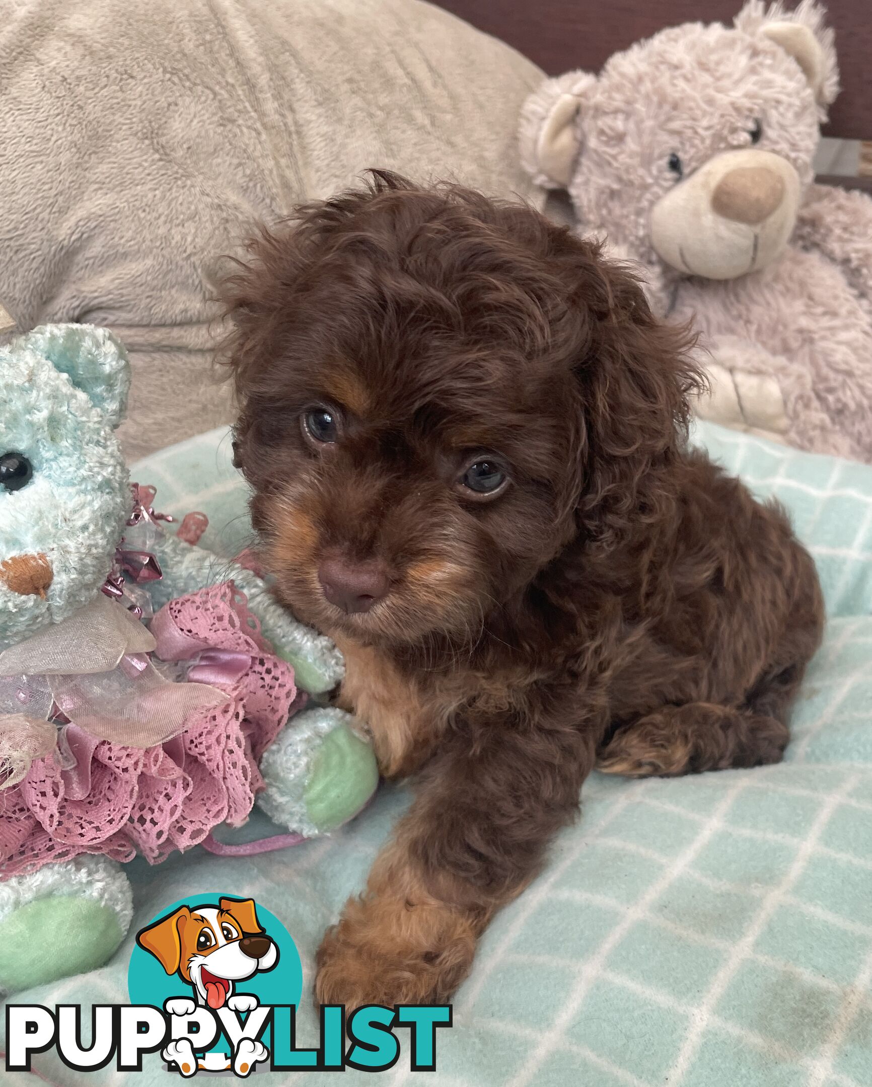 Gorgeous Cavoodle Puppies - Outstanding Temperament