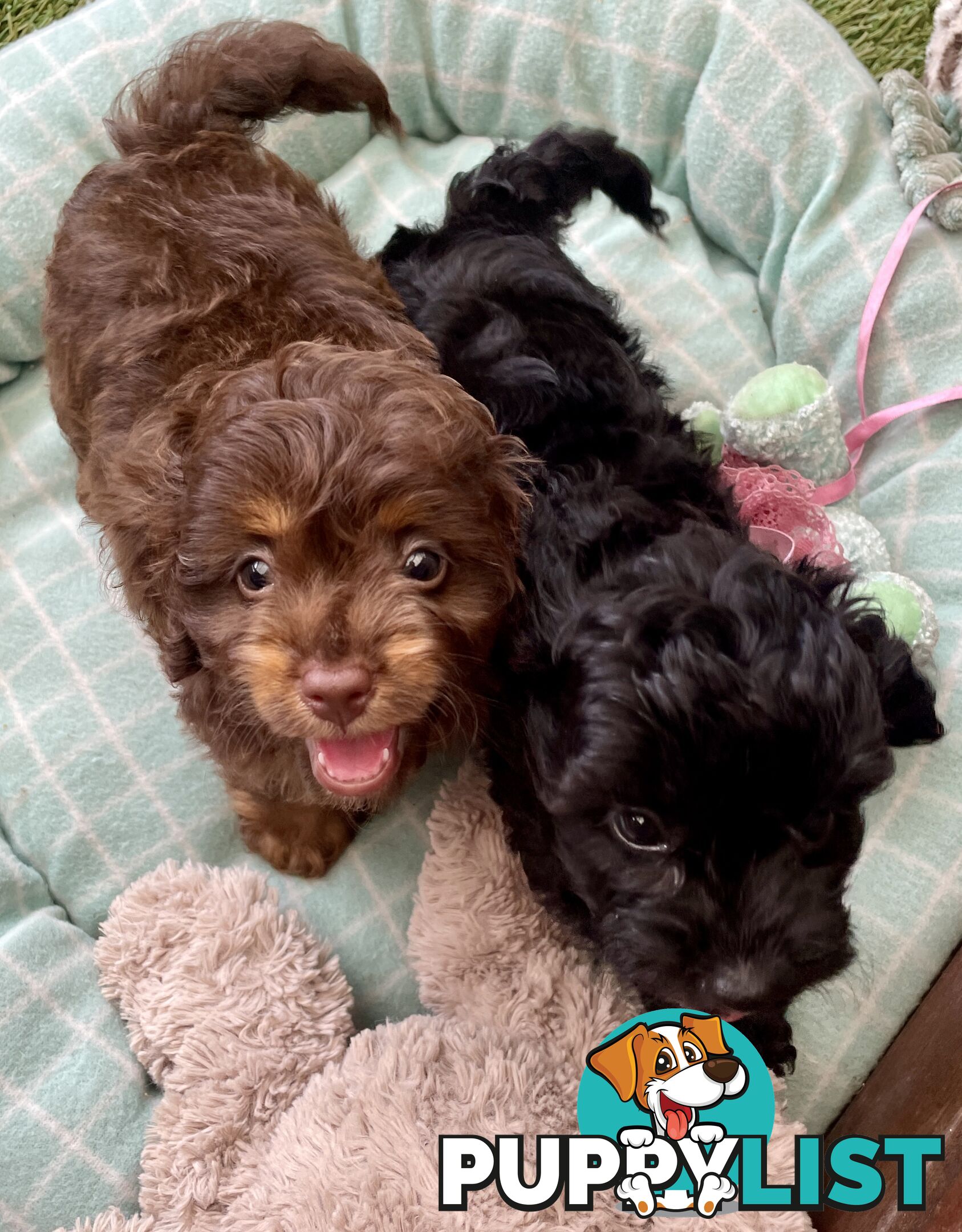 Gorgeous Cavoodle Puppies - Outstanding Temperament