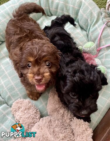 Gorgeous Cavoodle Puppies - Outstanding Temperament