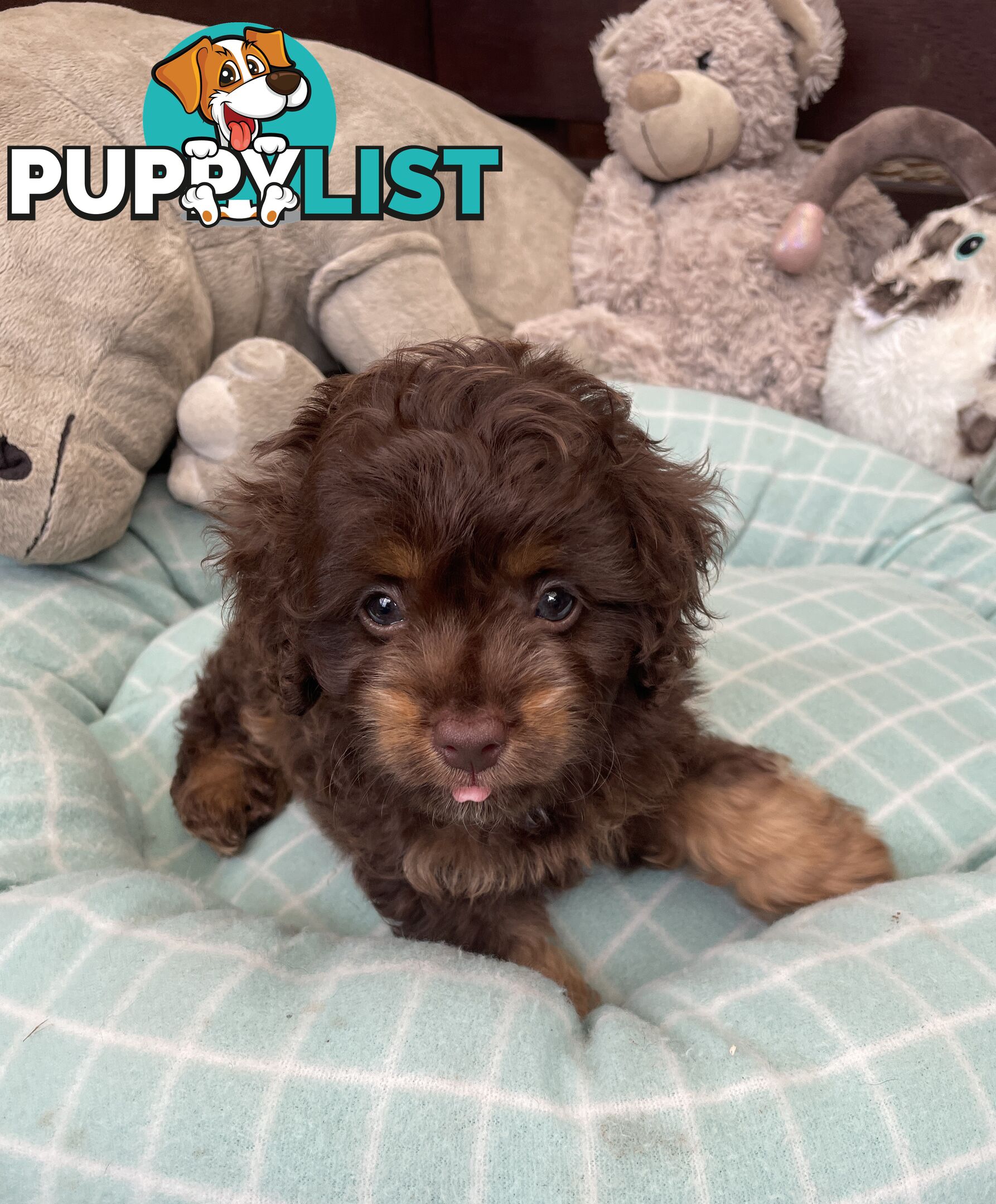 Gorgeous Cavoodle Puppies - Outstanding Temperament