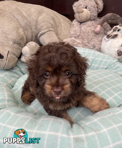 Gorgeous Cavoodle Puppies - Outstanding Temperament