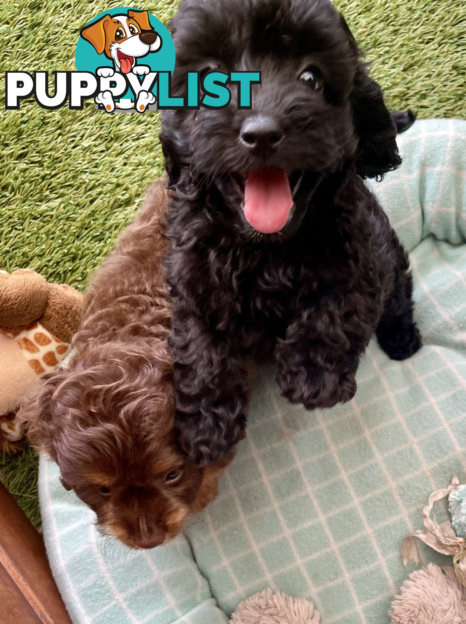 Gorgeous Cavoodle Puppies - Outstanding Temperament