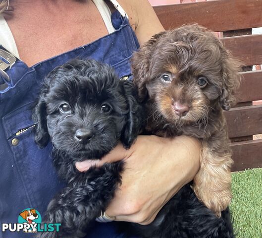 Gorgeous Cavoodle Puppies - Outstanding Temperament