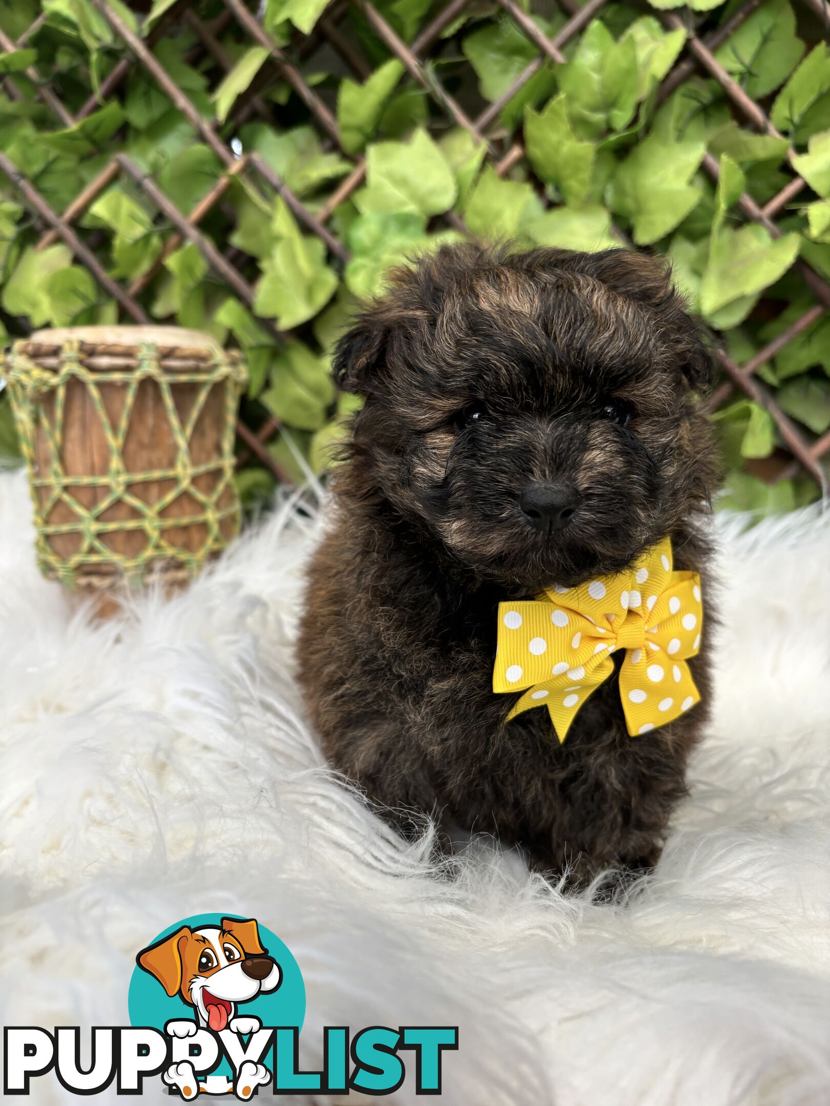 Pomapoo puppies ready for their forever homes