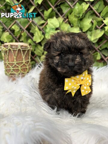 Pomapoo puppies ready for their forever homes