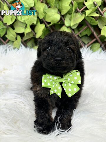 Pomapoo puppies ready for their forever homes