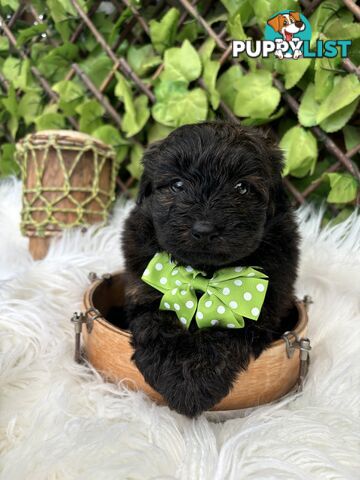 Pomapoo puppies ready for their forever homes