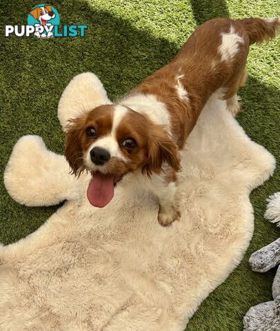 Gorgeous Toy King Charles Cavalier Female for loving home