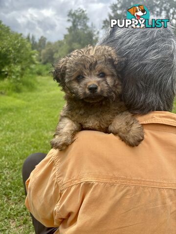 Pomapoo puppies ready for their forever homes