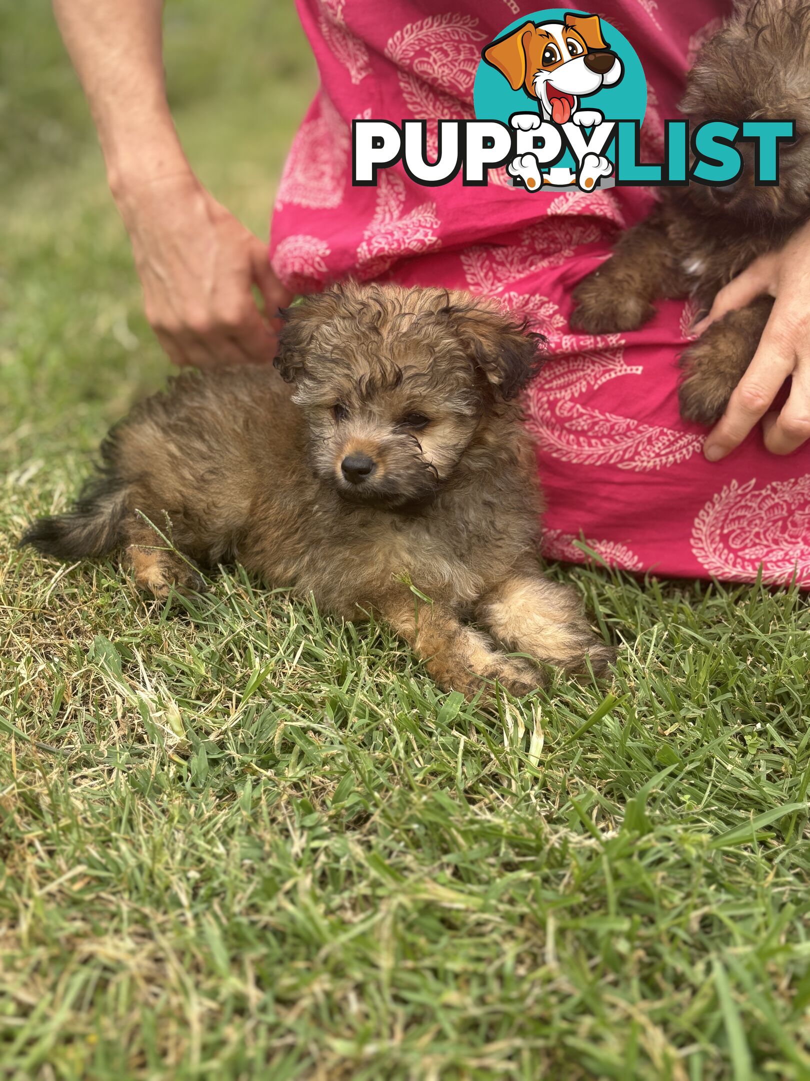 Pomapoo puppies ready for their forever homes