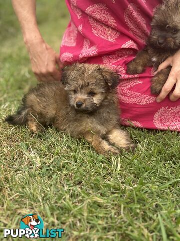 Pomapoo puppies ready for their forever homes