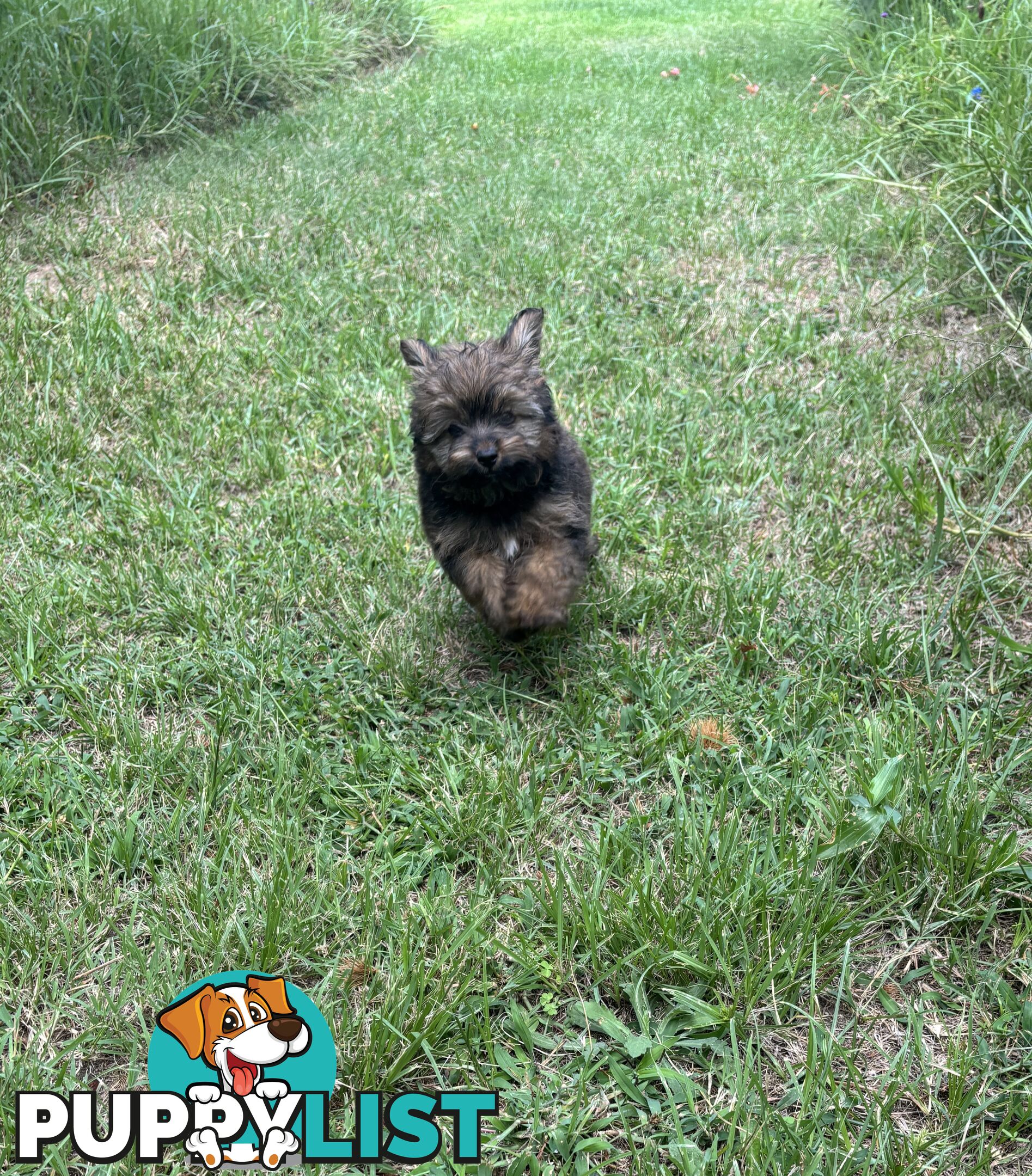 Pomapoo puppies ready for their forever homes