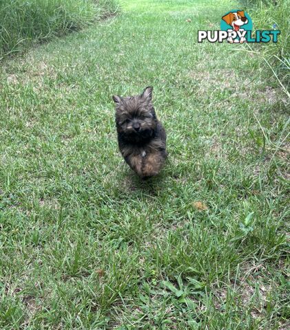 Pomapoo puppies ready for their forever homes