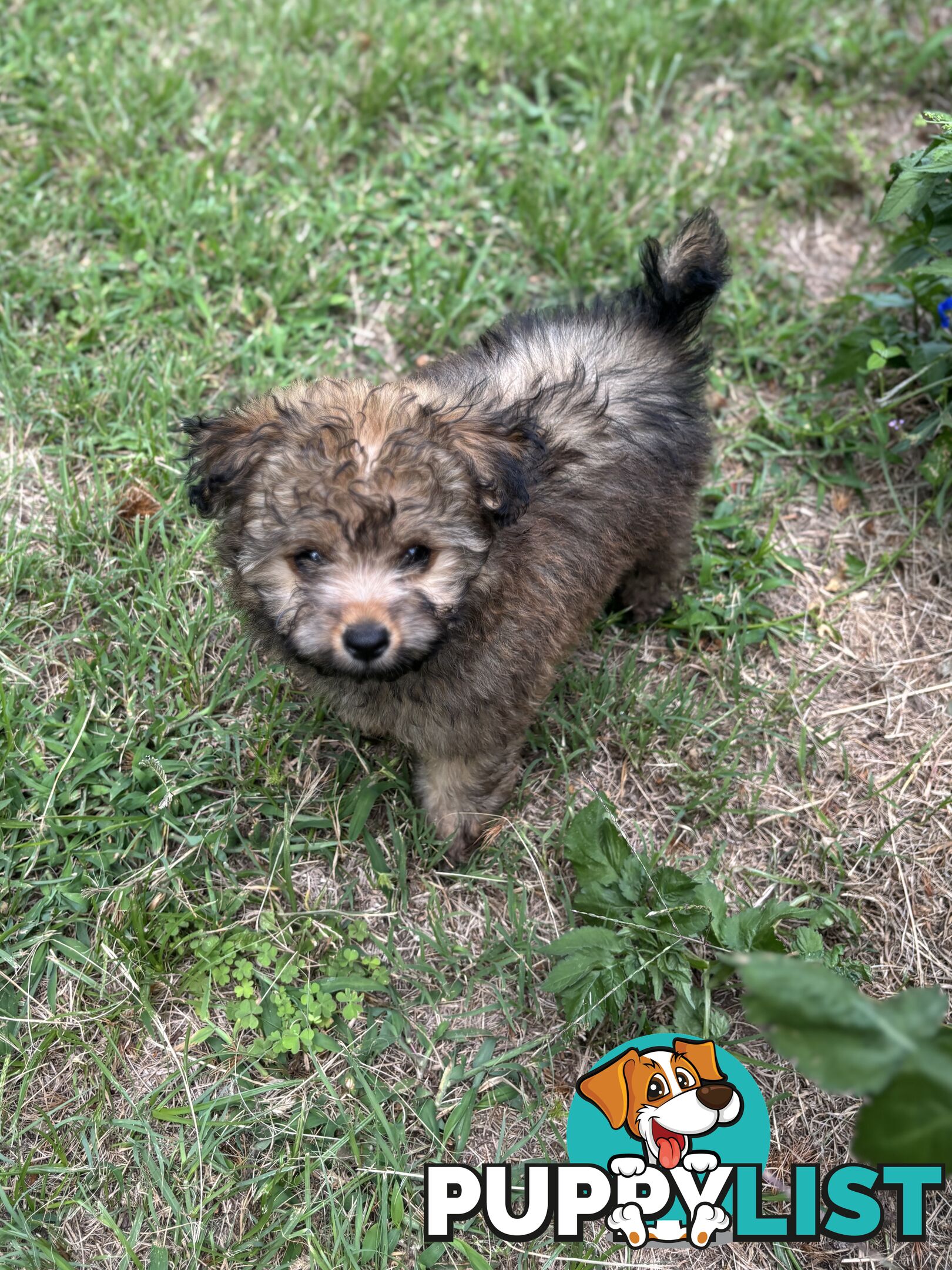 Pomapoo puppies ready for their forever homes