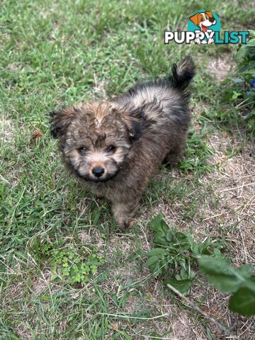 Pomapoo puppies ready for their forever homes