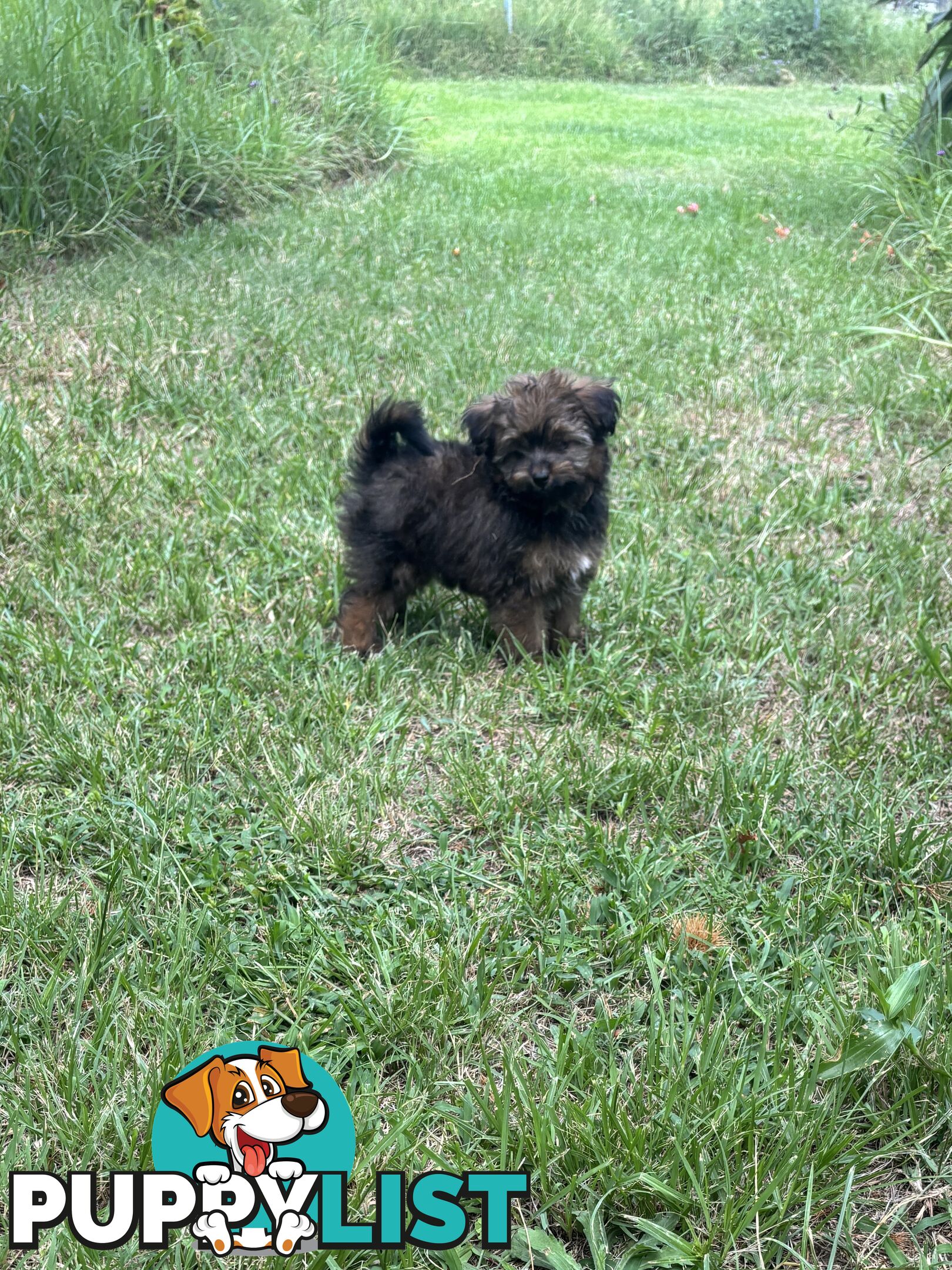 Pomapoo puppies ready for their forever homes